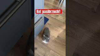 Pstrąg z Norwegii i kot pasibrzuch!! #fishing #cat #animals #funny