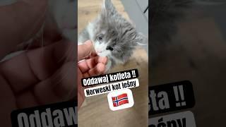 Ukradł kotlety ! Norweski kot leśny. #cat #animals #love #funny #help