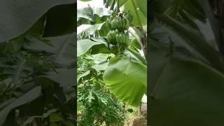 🇰🇭Zaczyna mnie zarastać. Dżunglą atakuje 😱👽🥥☘️ #cambodia #cambolife #kampotprovince