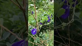 🇰🇭Pieniądze na krzakach czy tam drzewach 😜🥂 #cambodia #cambolife #cocosabay