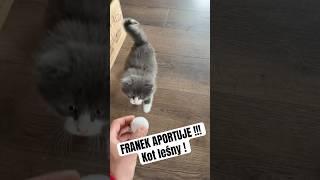 Norweski kot leśny aportuje ! #cat #love ##animals #help #funny