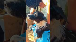 Kambodżańska dziewczyna kąpie psa 🇰🇭 #asia #cambodia #doglife #local #siemreap #puppy