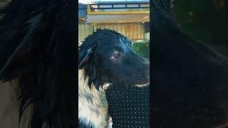 Kambodżański kundel po kąpieli 🇰🇭 #asia #puppy #doglife #cambodia #siemreap #funny