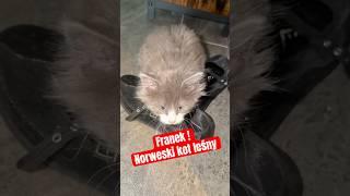 Franek rozrabiaka ! #cat #animals #love #support #help #funny