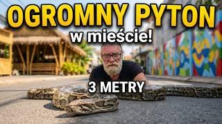 Ogromny pyton wybrał sie do miasta. Link w opisie.