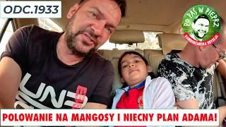 Polowanie na mangosy i niecny plan Adama! Odc.1933