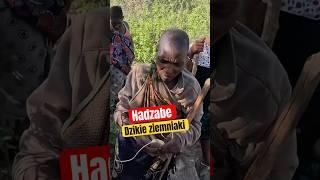 Dzikie ziemniaki - kultura Hadzabe #culture #africa #hadzabetribe